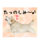 抑揚のない犬 3(修正版)（個別スタンプ：16）