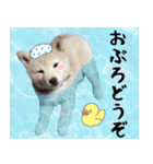 抑揚のない犬 3(修正版)（個別スタンプ：40）