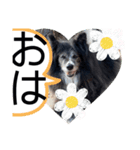 だんご 秋田犬こまち 春編（個別スタンプ：1）