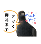 鳩とカラスの色トリドリなスタンプです（個別スタンプ：4）