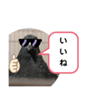 鳩とカラスの色トリドリなスタンプです（個別スタンプ：5）