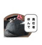 鳩とカラスの色トリドリなスタンプです（個別スタンプ：8）