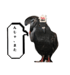 鳩とカラスの色トリドリなスタンプです（個別スタンプ：10）