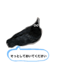 鳩とカラスの色トリドリなスタンプです（個別スタンプ：17）