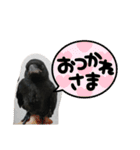 鳩とカラスの色トリドリなスタンプです（個別スタンプ：19）