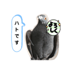 鳩とカラスの色トリドリなスタンプです（個別スタンプ：21）