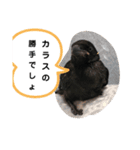 鳩とカラスの色トリドリなスタンプです（個別スタンプ：22）