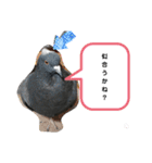 鳩とカラスの色トリドリなスタンプです（個別スタンプ：24）