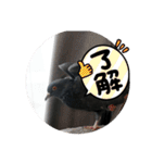 鳩とカラスの色トリドリなスタンプです（個別スタンプ：25）