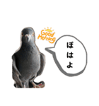 鳩とカラスの色トリドリなスタンプです（個別スタンプ：26）