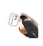 鳩とカラスの色トリドリなスタンプです（個別スタンプ：27）