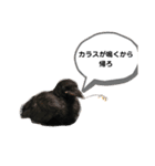 鳩とカラスの色トリドリなスタンプです（個別スタンプ：29）