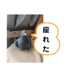 鳩とカラスの色トリドリなスタンプです（個別スタンプ：31）