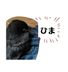 鳩とカラスの色トリドリなスタンプです（個別スタンプ：32）