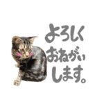 ルイ(文字あり)（個別スタンプ：7）