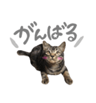 ルイ(文字あり)（個別スタンプ：20）