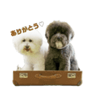 toynicogram（個別スタンプ：1）