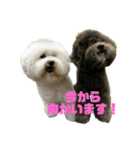 toynicogram（個別スタンプ：14）