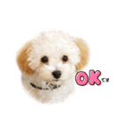 山田ぽち太（個別スタンプ：1）