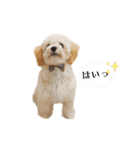山田ぽち太（個別スタンプ：6）
