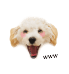 山田ぽち太（個別スタンプ：11）