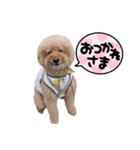 トイプードルサンクくんのスタンプ（個別スタンプ：1）