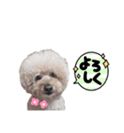 トイプードルサンクくんのスタンプ（個別スタンプ：2）