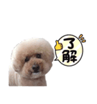 トイプードルサンクくんのスタンプ（個別スタンプ：3）