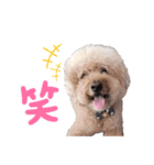トイプードルサンクくんのスタンプ（個別スタンプ：4）
