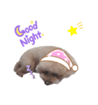 トイプードルサンクくんのスタンプ（個別スタンプ：8）