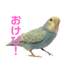 インコのみるさん（個別スタンプ：9）