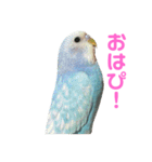 インコのみるさん（個別スタンプ：11）