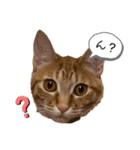 猫ちゃんの日常スタンプ〜茶トラ〜（個別スタンプ：1）