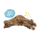 猫ちゃんの日常スタンプ〜茶トラ〜（個別スタンプ：2）