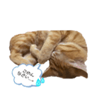 猫ちゃんの日常スタンプ〜茶トラ〜（個別スタンプ：4）