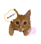 猫ちゃんの日常スタンプ〜茶トラ〜（個別スタンプ：5）