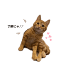 猫ちゃんの日常スタンプ〜茶トラ〜（個別スタンプ：6）