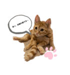 猫ちゃんの日常スタンプ〜茶トラ〜（個別スタンプ：7）