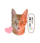 猫ちゃんの日常スタンプ〜茶トラ〜（個別スタンプ：8）