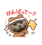 アメショ・シャルトリュー（個別スタンプ：7）