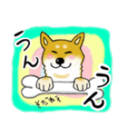 柴犬の使えるあいさつ（個別スタンプ：3）