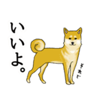 柴犬の使えるあいさつ（個別スタンプ：4）