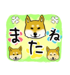 柴犬の使えるあいさつ（個別スタンプ：6）