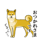 柴犬の使えるあいさつ（個別スタンプ：9）