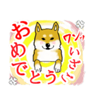 柴犬の使えるあいさつ（個別スタンプ：21）