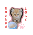 レオ君スタンプ(あいさつ)1（個別スタンプ：1）