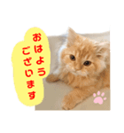 レオ君スタンプ(あいさつ)1（個別スタンプ：2）