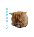 レオ君スタンプ(あいさつ)1（個別スタンプ：3）