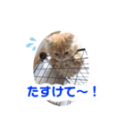 レオ君スタンプ(あいさつ)1（個別スタンプ：4）