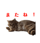 レオ君スタンプ(あいさつ)1（個別スタンプ：6）